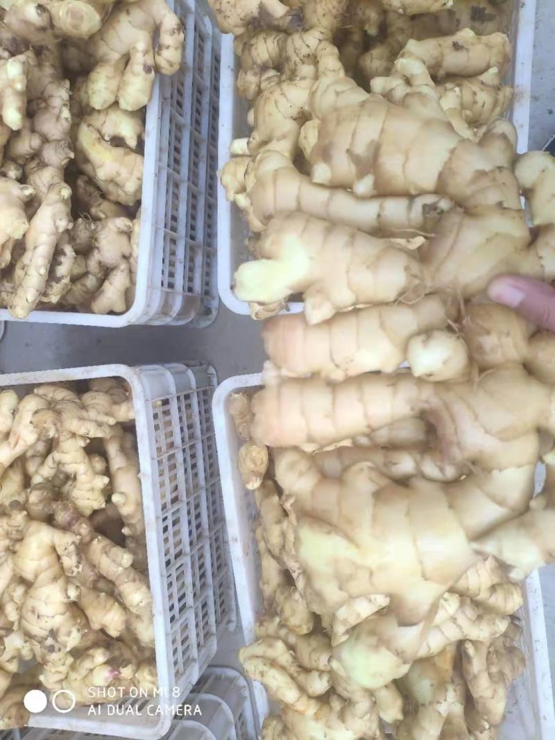 【生姜】河北大肉姜大黄姜品质好货源充足供应商超