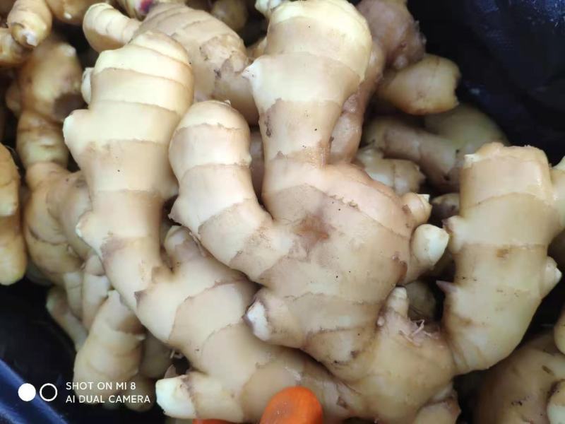 【生姜】河北大肉姜大黄姜品质好货源充足供应商超