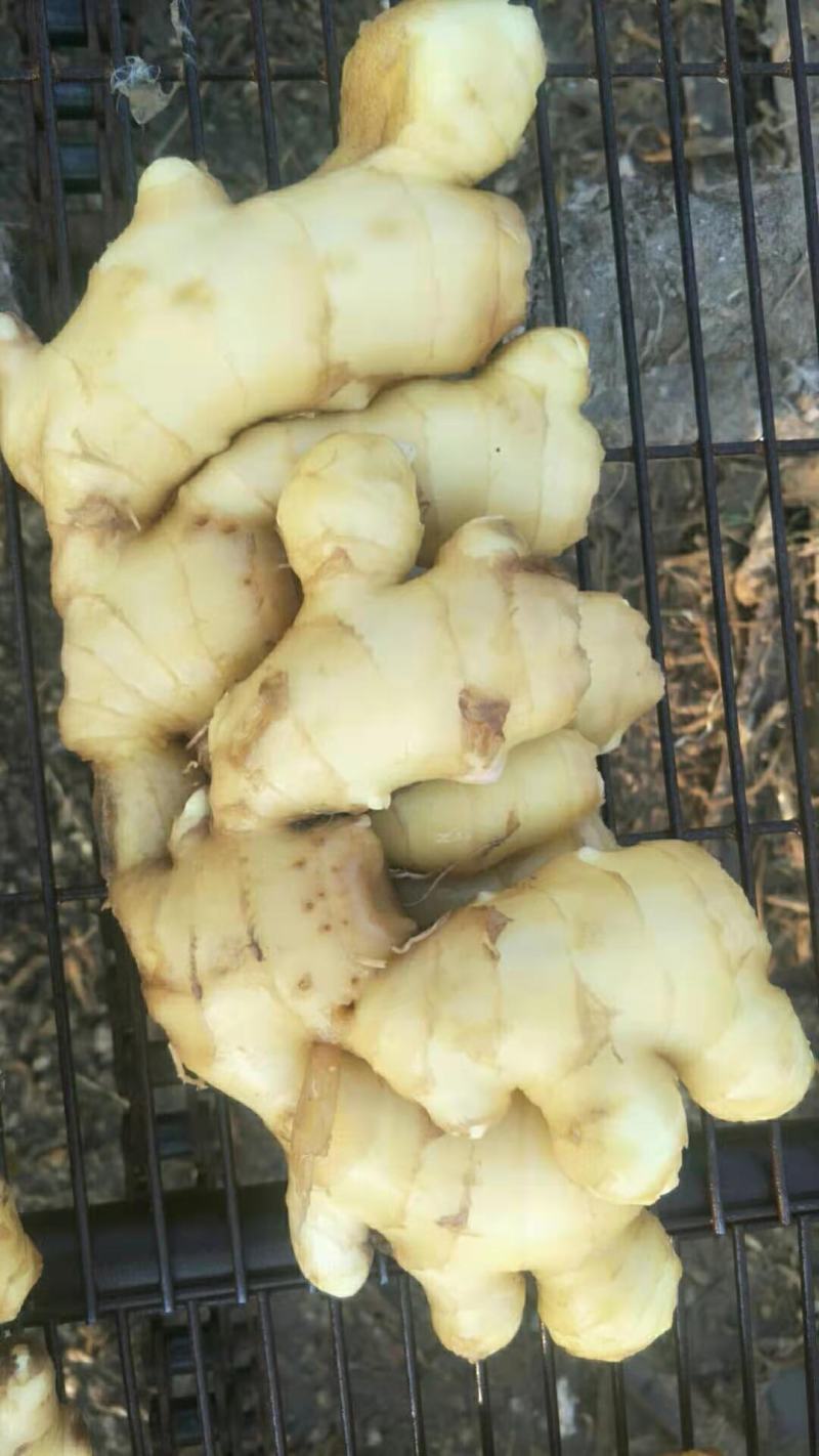 河北大黄姜生姜（圆头泥姜）色泽鲜黄光亮坏烂包赔