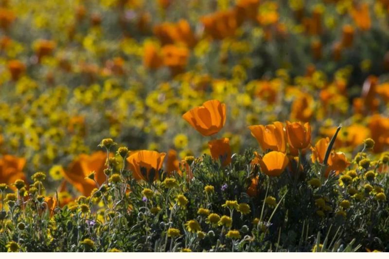 花菱草种子四季种易活花种子耐寒多年生宿根花籽庭院室外阳台