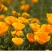 花菱草种子四季种易活花种子耐寒多年生宿根花籽庭院室外阳台