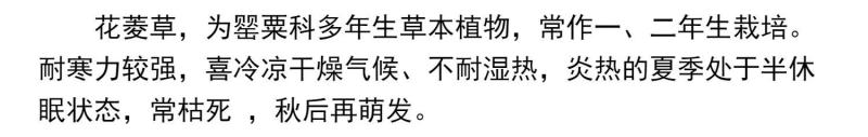 花菱草种子四季种易活花种子耐寒多年生宿根花籽庭院室外阳台
