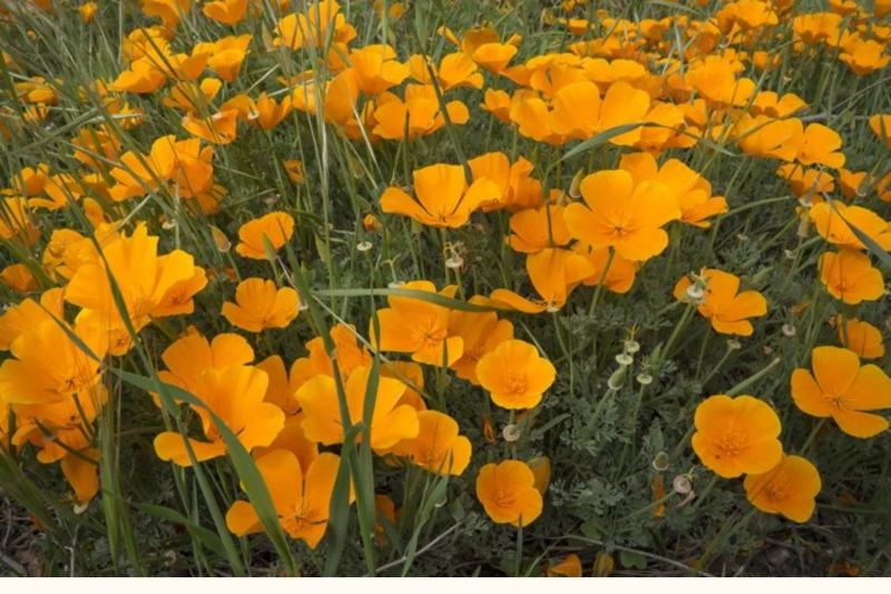 花菱草种子四季种易活花种子耐寒多年生宿根花籽庭院室外阳台