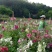 蜀葵花种子重瓣四季种易活开花一丈红种子多年生宿根庭院花种