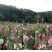 蜀葵花种子重瓣四季种易活开花一丈红种子多年生宿根庭院花种