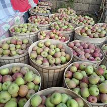 辽南小国果苹果，山披地，口感独特，味道鲜美，松树朝阳小果