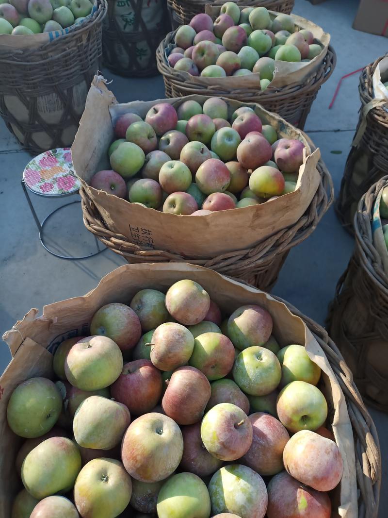 辽南小国果苹果，山披地，口感独特，味道鲜美，松树朝阳小果