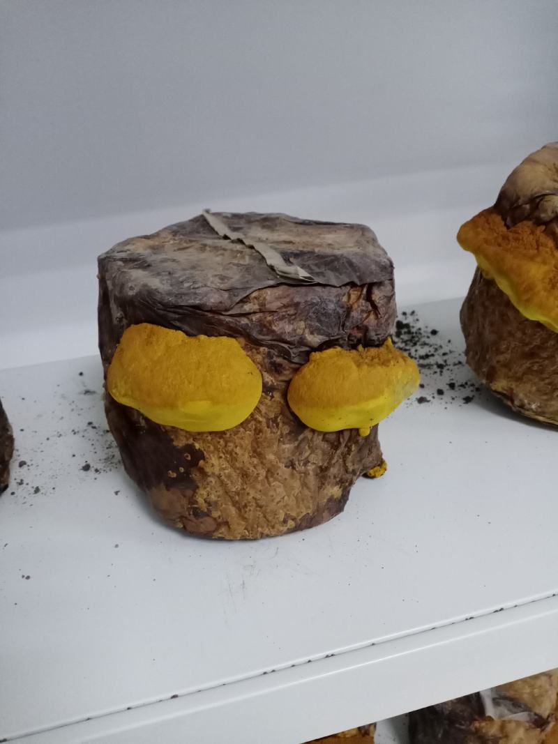桑黄菌包菌段有现货了西峡县科达菌种厂桑黄菌包菌段有现货