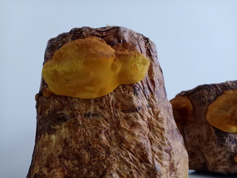 桑黄菌包菌段有现货了西峡县科达菌种厂桑黄菌包菌段有现货