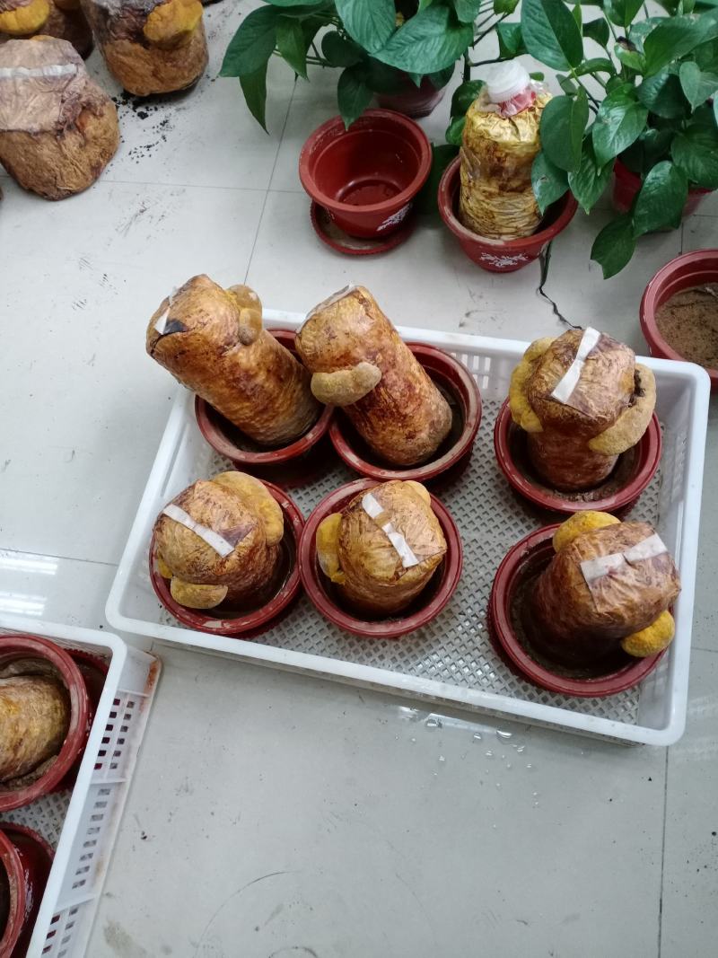 桑黄菌包菌段有现货了西峡县科达菌种厂桑黄菌包菌段有现货
