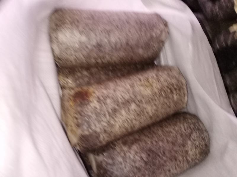 桑黄菌包菌段有现货了西峡县科达菌种厂桑黄菌包菌段有现货