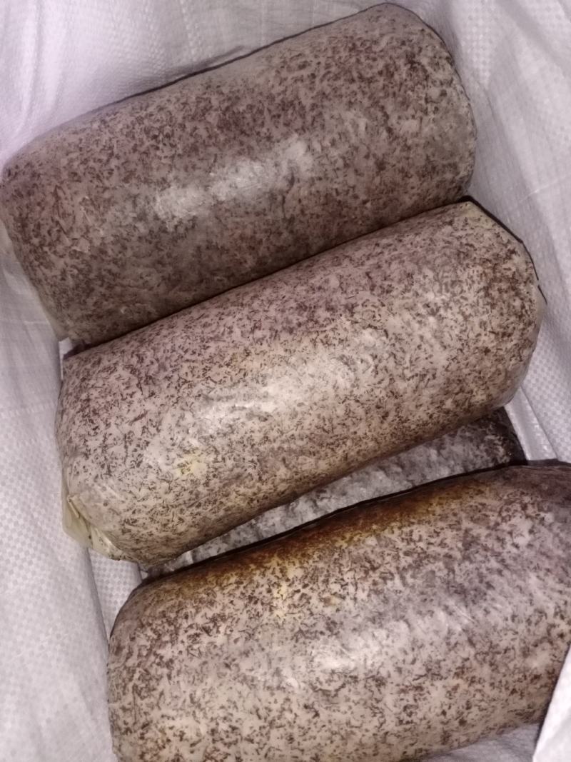 桑黄菌包菌段有现货了西峡县科达菌种厂桑黄菌包菌段有现货