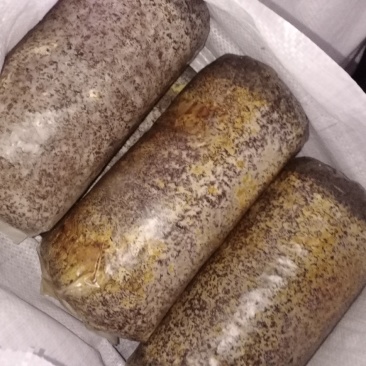 桑黄菌包菌段有现货了西峡县科达菌种厂桑黄菌包菌段有现货