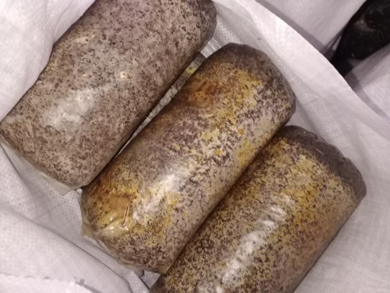 桑黄菌包菌段有现货了西峡县科达菌种厂桑黄菌包菌段有现货