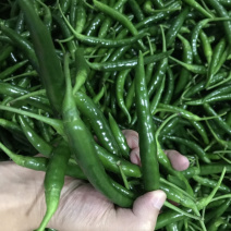 青米椒新苗货基地一手货源