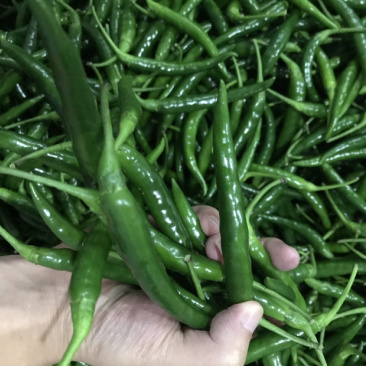 青米椒新苗货基地一手货源