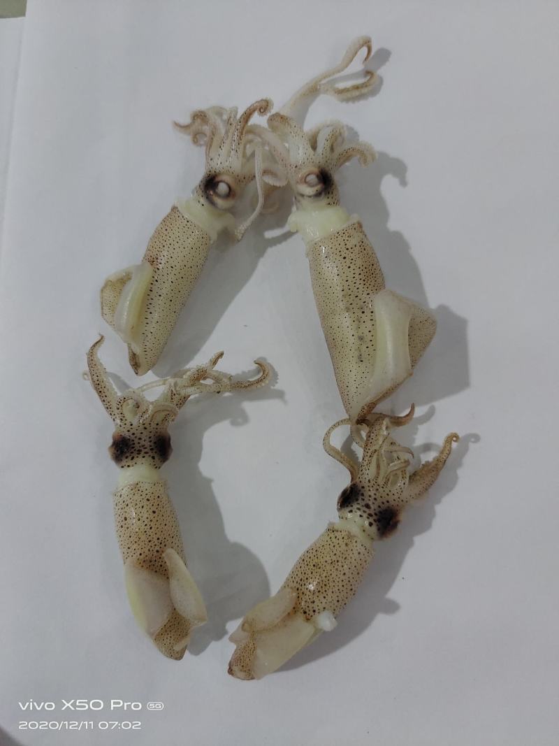 黄河口海兔墨斗（新鲜水煮货）美味佳肴（保证无沙）