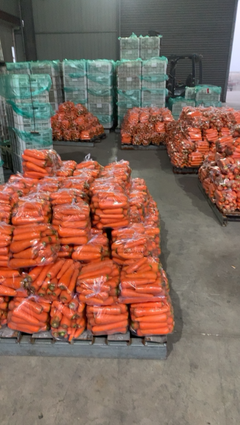 精品胡萝卜东台胡萝卜大量供应基地直销诚信经营