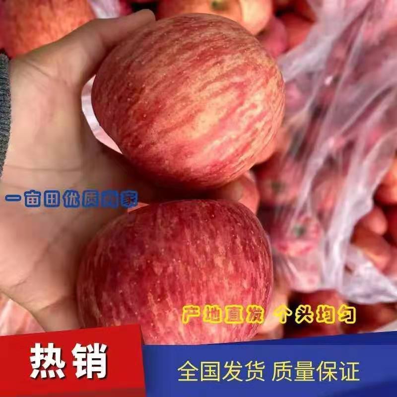红星苹果山东红星苹果红星苹果价格苹果批发