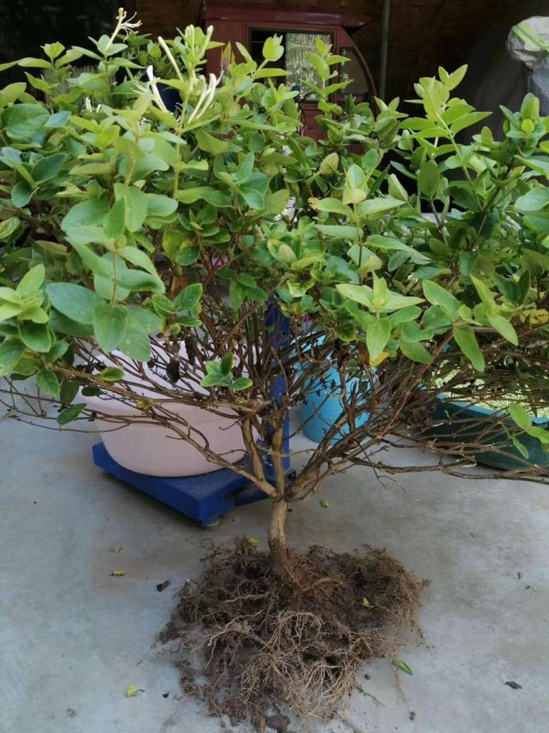 四季树形大毛花，干花现在市场80一斤左右，高产高含量品种