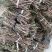 四季树形大毛花，干花现在市场80一斤左右，高产高含量品种