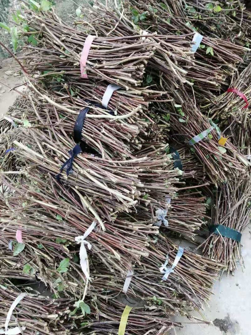四季树形大毛花，干花现在市场80一斤左右，高产高含量品种