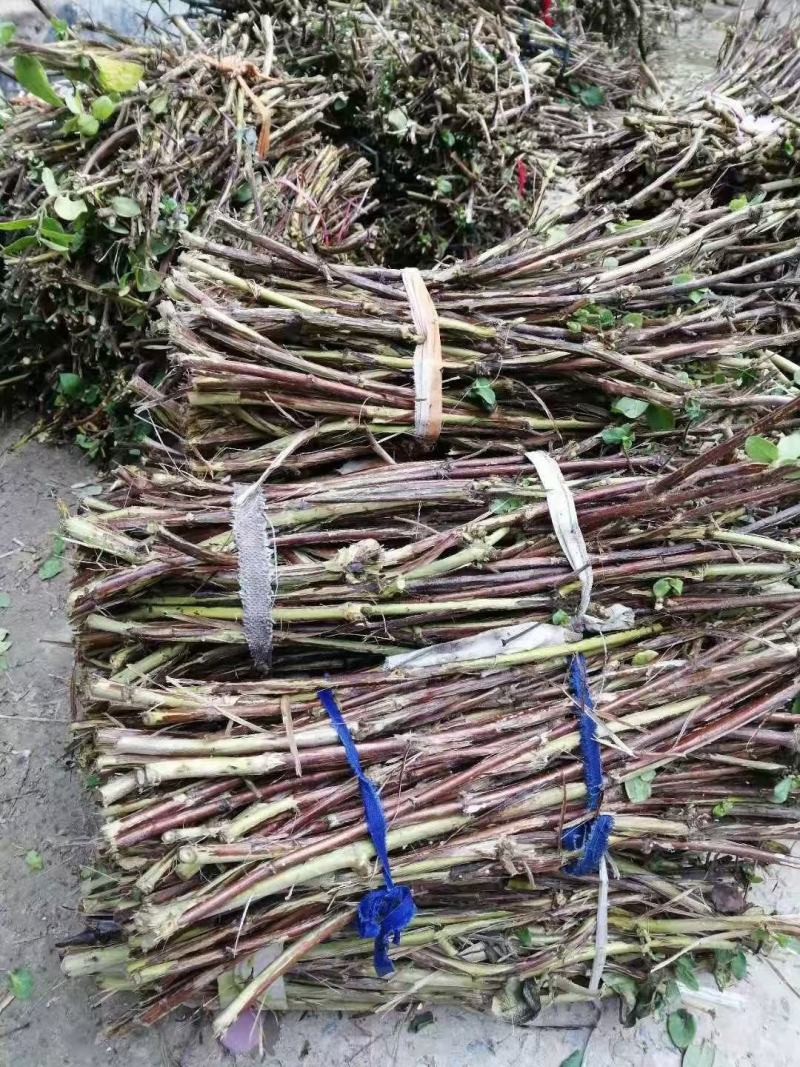 四季树形大毛花，干花现在市场80一斤左右，高产高含量品种