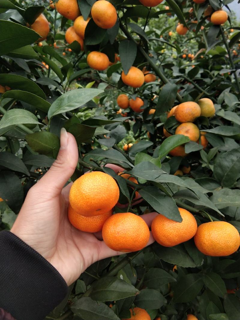 广西象州砂糖橘准备大量上市。糖分足皮细起沙靓，今年中果多