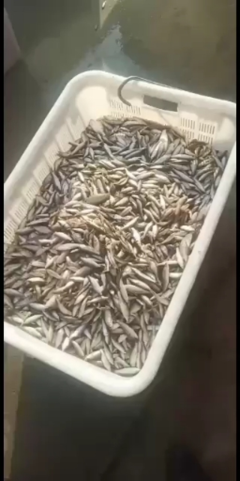 河虾财壳丁各种规格冰鲜发货