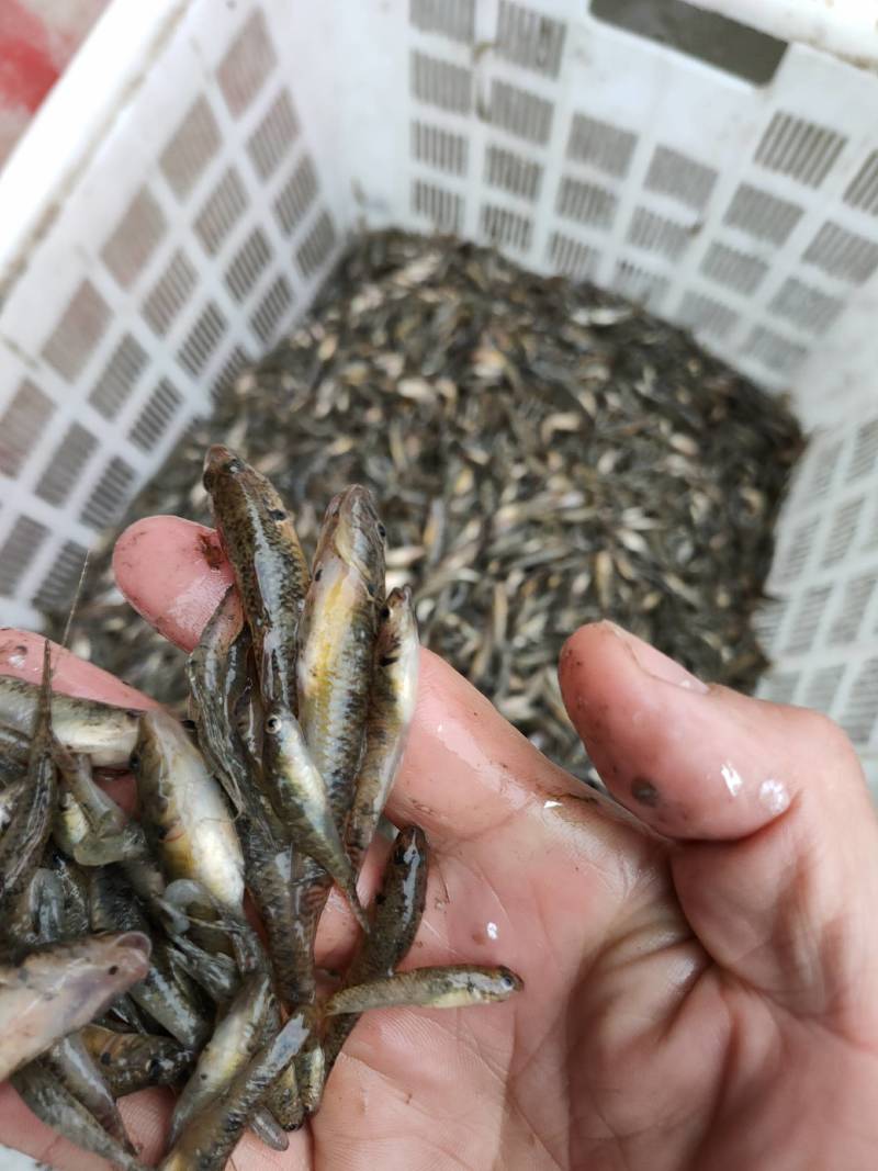 河虾财壳丁各种规格冰鲜发货