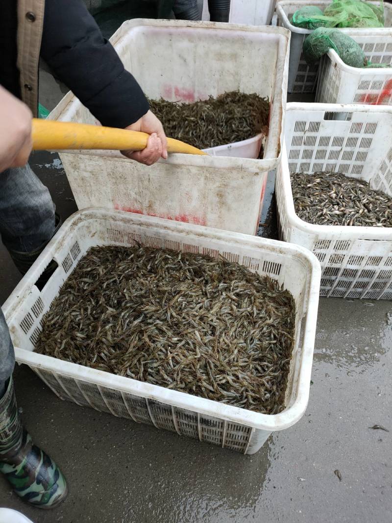 河虾财壳丁各种规格冰鲜发货