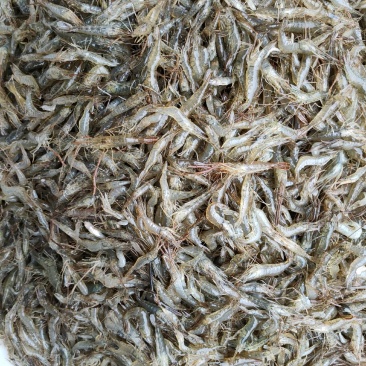 河虾财壳丁各种规格冰鲜发货