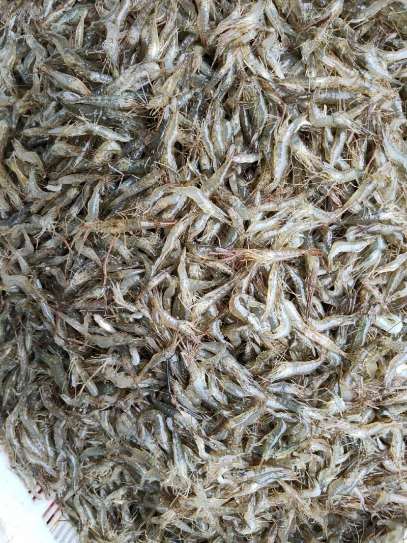 河虾财壳丁各种规格冰鲜发货