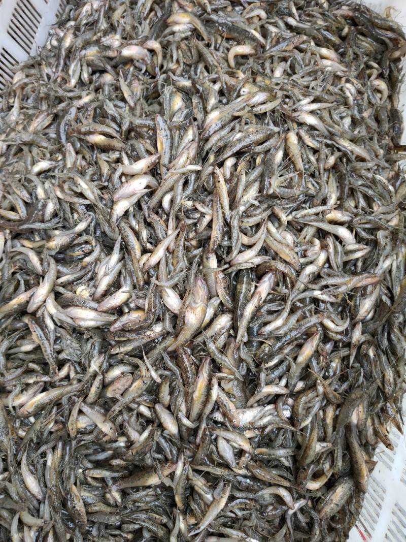 河虾财壳丁各种规格冰鲜发货