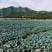浙江西兰花加工品早熟大量上市价格便宜大颗粒无黑点