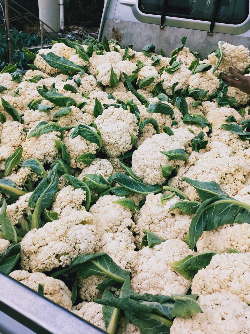 浙江台州松花菜散花白面青梗有机花菜产地代发全国市场