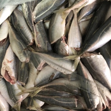 二去巴浪鱼，片冻，食堂热销价格优惠