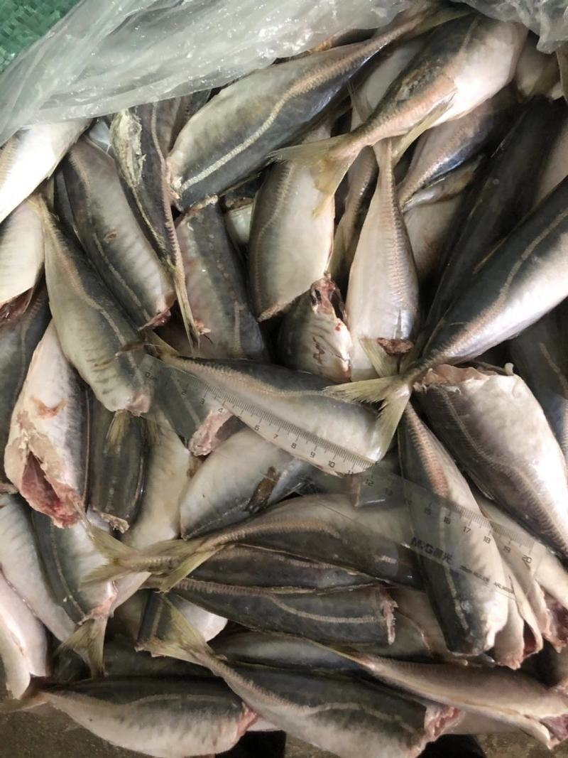 二去巴浪鱼，片冻，食堂热销价格优惠