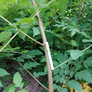 栾树苗，栾树新苗当年生，二年苗，规格齐全，量大价优
