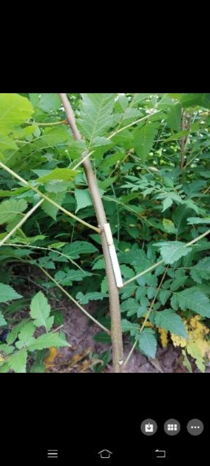 栾树苗，栾树新苗当年生，二年苗，规格齐全，量大价优