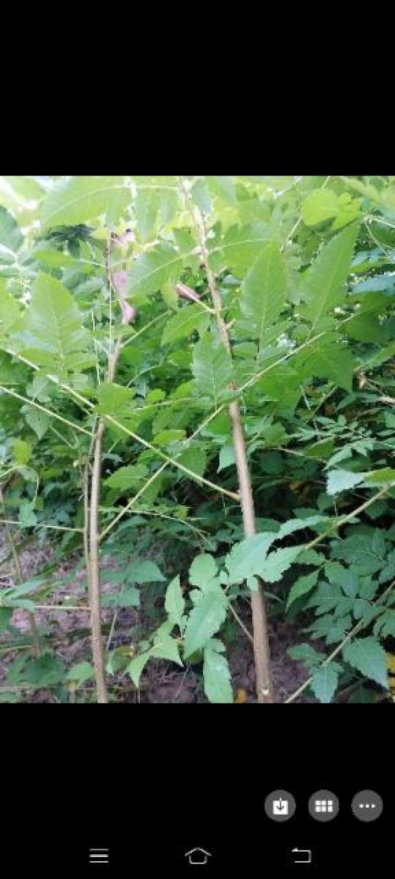栾树苗，栾树新苗当年生，二年苗，规格齐全，量大价优
