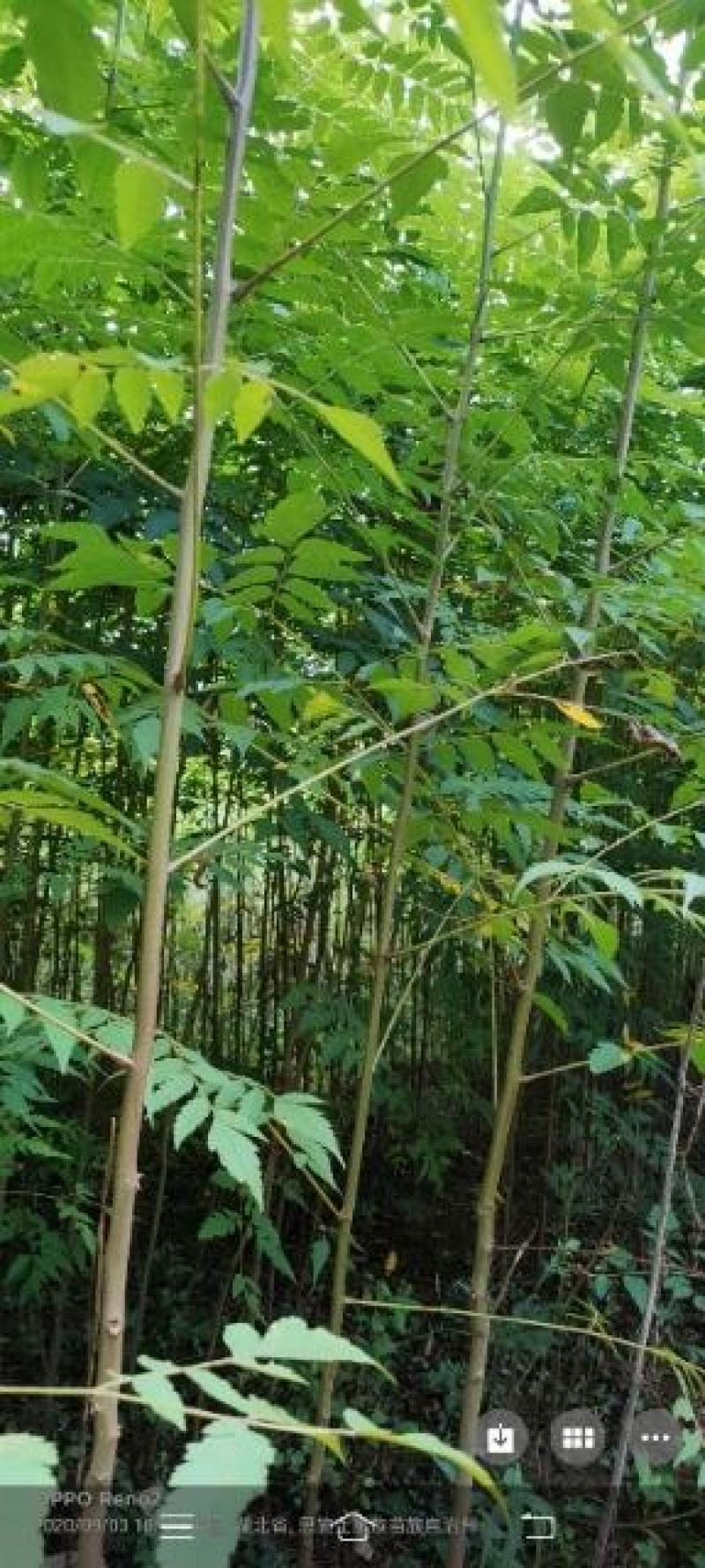 栾树苗，栾树新苗当年生，二年苗，规格齐全，量大价优