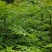 栾树苗，栾树新苗当年生，二年苗，规格齐全，量大价优