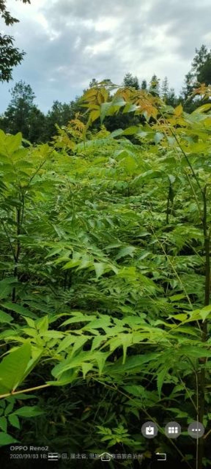 栾树苗，栾树新苗当年生，二年苗，规格齐全，量大价优