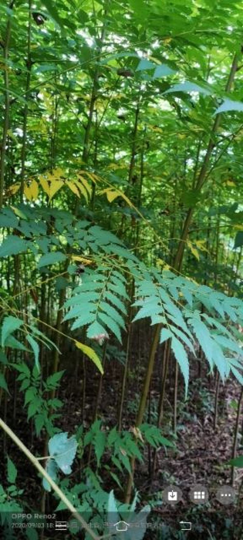 栾树苗，栾树新苗当年生，二年苗，规格齐全，量大价优