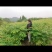 栾树苗，栾树新苗当年生，二年苗，规格齐全，量大价优