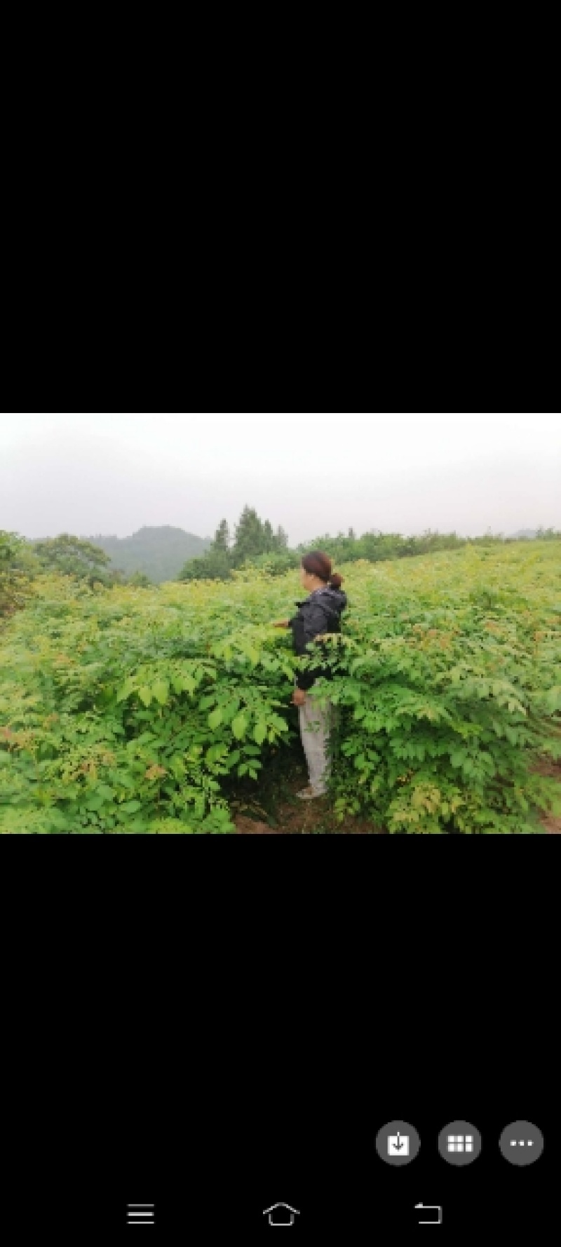 栾树苗，栾树新苗当年生，二年苗，规格齐全，量大价优