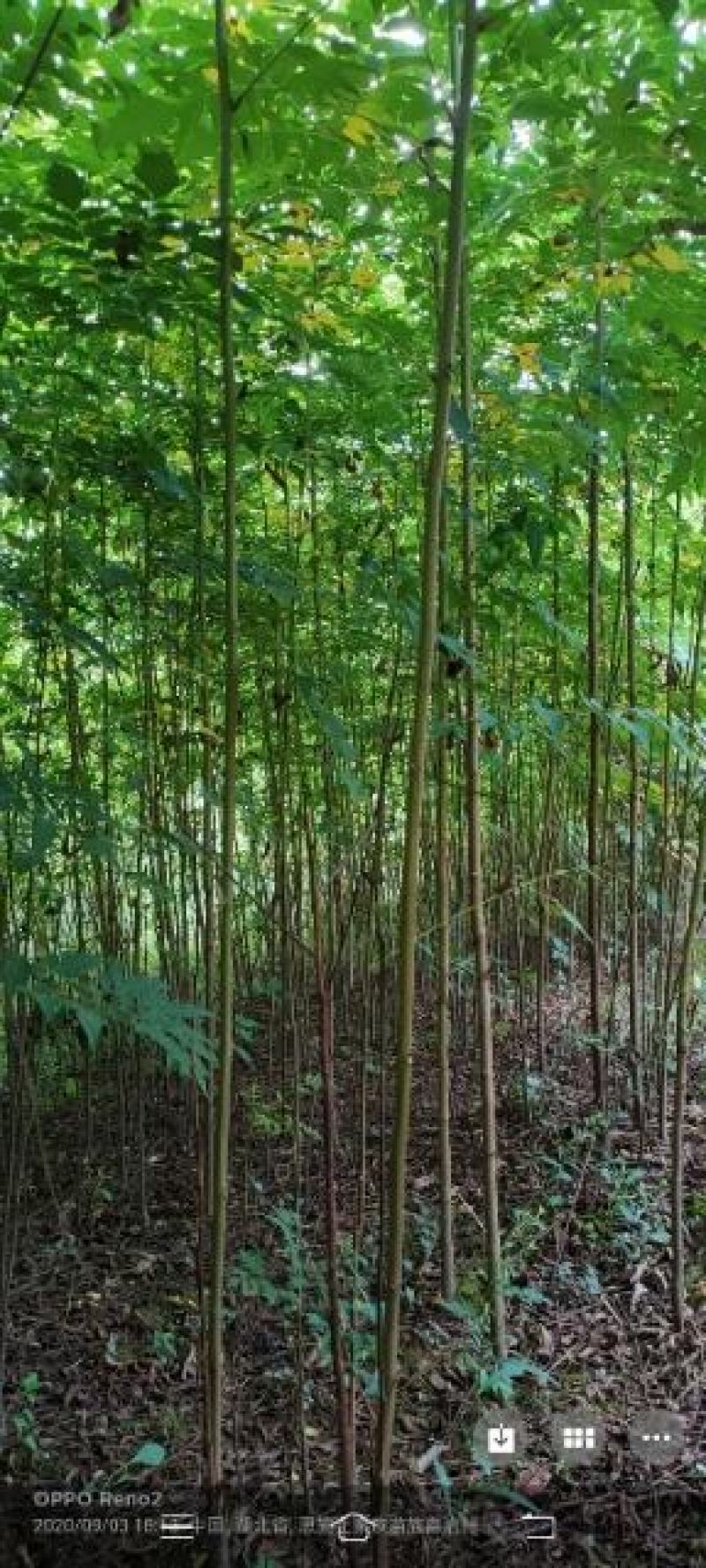 栾树苗，栾树新苗当年生，二年苗，规格齐全，量大价优