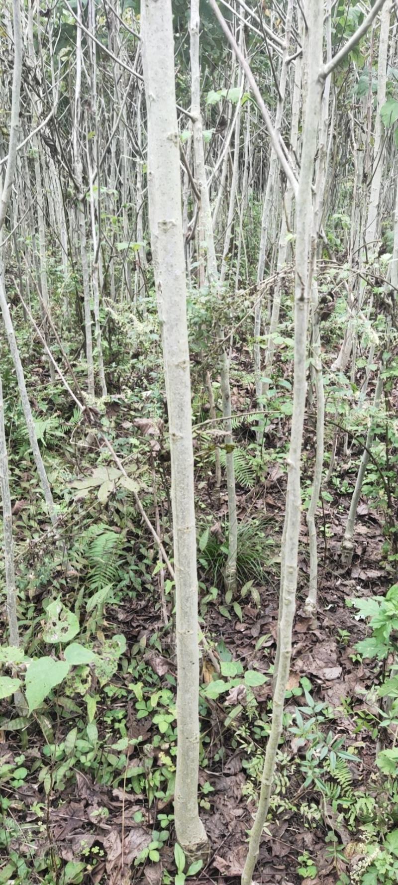 核桃苗核桃树苗，直接核桃树苗，毛核桃树苗
