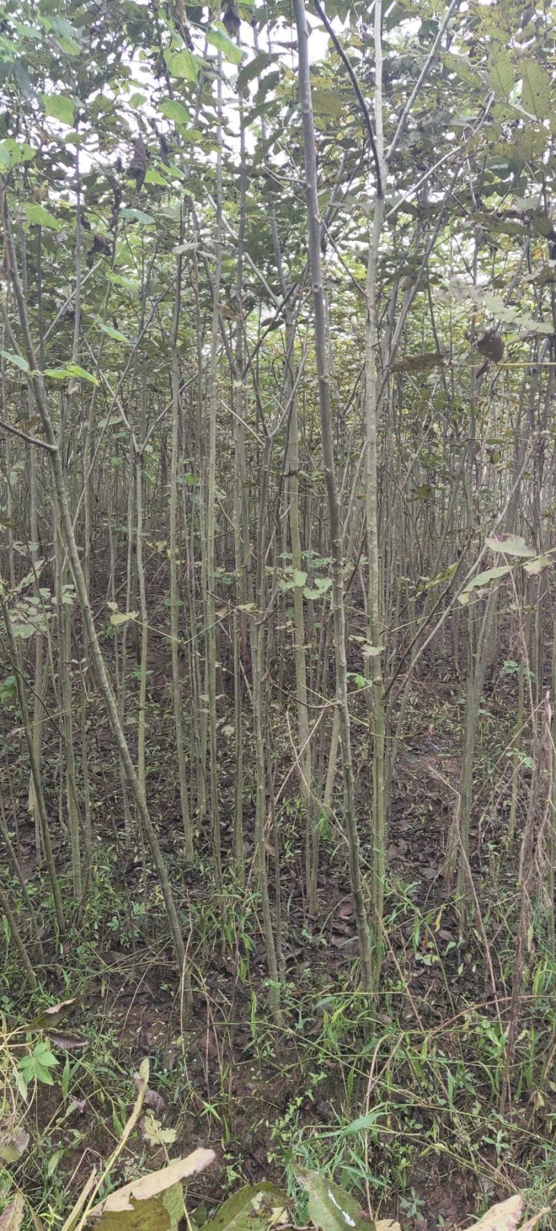 核桃苗核桃树苗，直接核桃树苗，毛核桃树苗